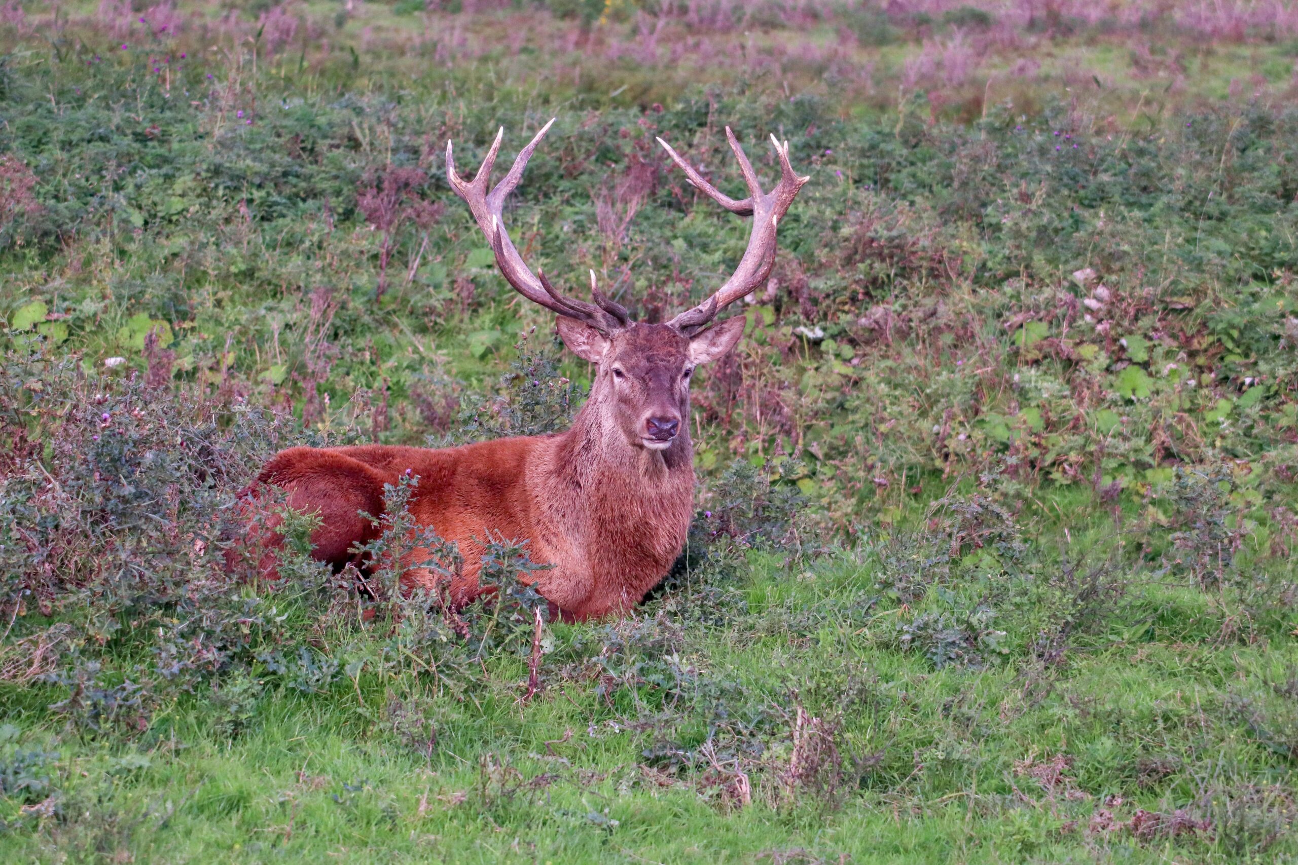 5 Kinds of Wildlife Urban Places