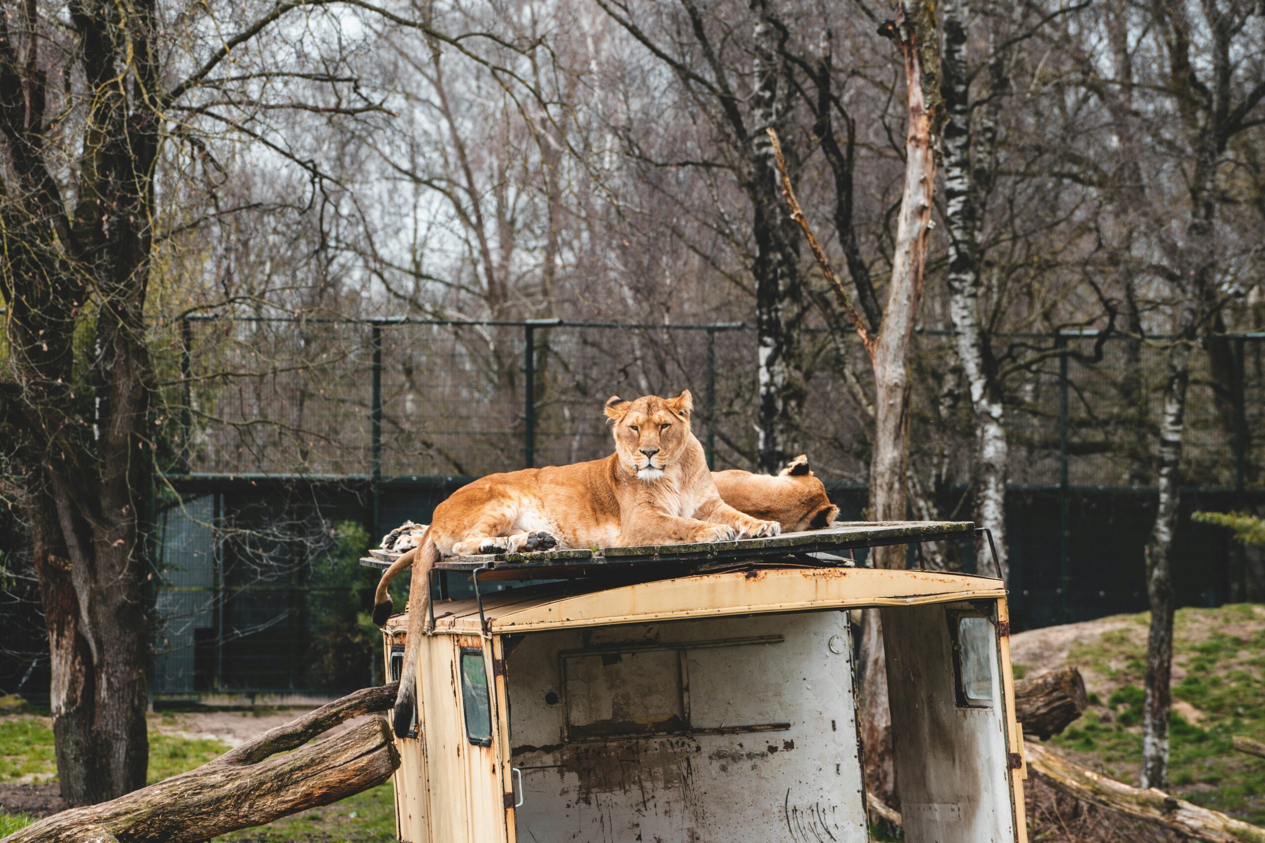 Wildlife Rescue Colorado Springs